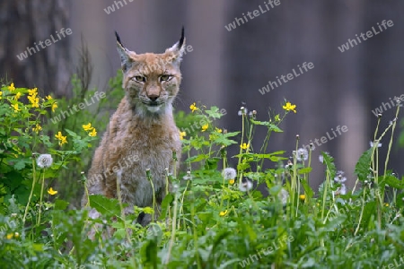 Eurasischer Luchs oder Nordluchs (Lynx lynx), Brandenburg, Deutschland, Europa