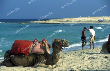 Ein Sandstrand auf der Insel Jierba im Sueden von Tunesien in Nordafrika.