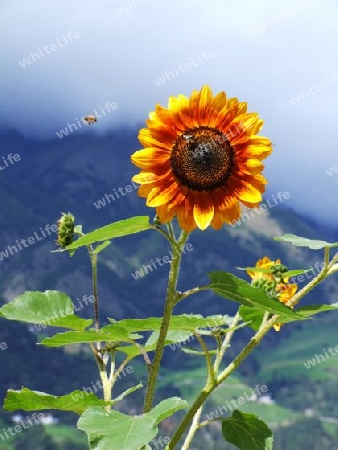 gelbrote Sonnenblume