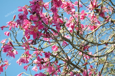 Florettseidenbaum Blüte