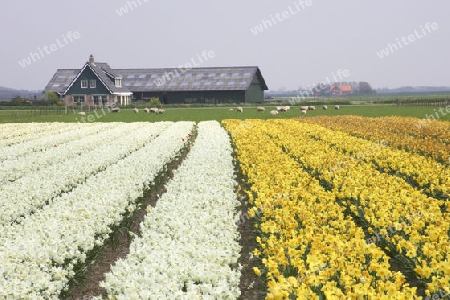 Blumenfarm auf Texel
