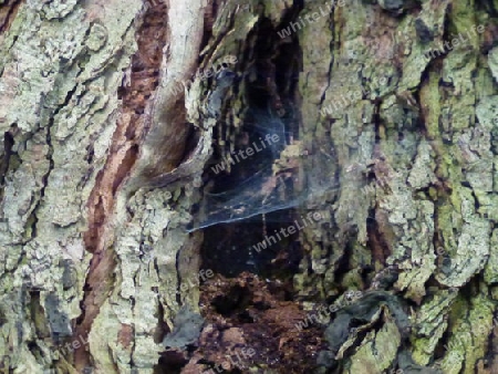 Loch im Baumstamm mit Spinnennetz 