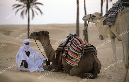 Beduine mit Kamel in der Wueste von Douz im Sueden von Tunesien in Nordafrika.