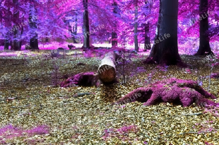 Beautiful pink and purple infrared panorama view into a forest landscape
