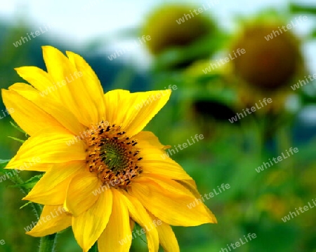 Sonnenblume und unscharfe verbl?hte Sonnenblumen dahinter