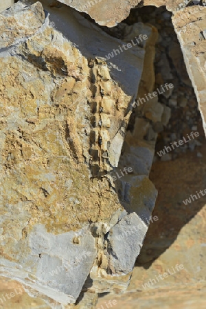ca. 300 Millionen Jahre alte Fossilien des Mesosaurus tenuidens bei Keetmanshoop, Namibia, Afrika