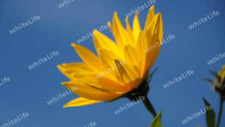 Bright yellow sunflower under blue skies - Leuchtend gelbe Sonnenblume unter strahlend blauem Himmel