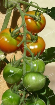 Reife und unreife Tomaten am Stock