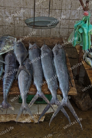 Fischmarkt in Boosa - Sri Lanka