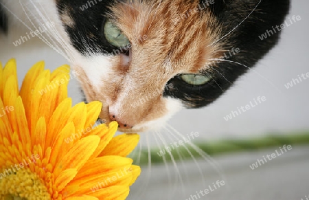 Katze mit Blume