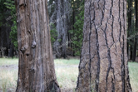 Vergleich der Staemme der Baeume im Yosemite Nationalpark, links Mammutbaum, Sequeoiadendron giganteum, rechts Jeffrey Kiefer, Pinus jeffreyi, Kalifornien, USA