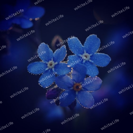 Blume blau 