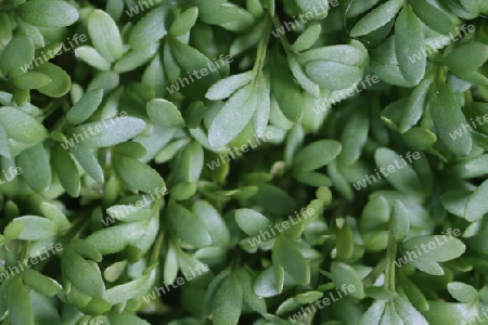 Kresse (Lepidium villarsii)
