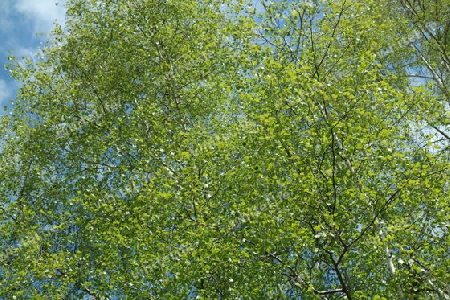 Birke im Frühling