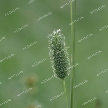 Ein Gras P9010545