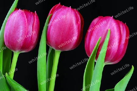 drei rosa Tulpen