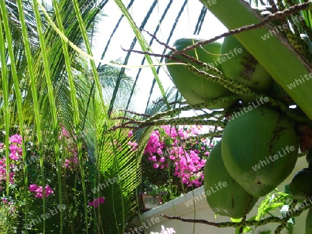 Tropischer Pflanzenzauber