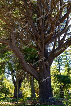 Ver?stelter Baum in einem Park in Loda, Chile