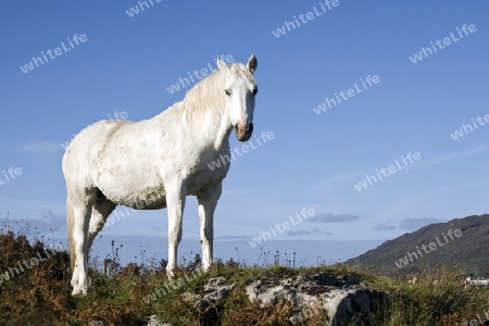 Connemara-Pony, Irland