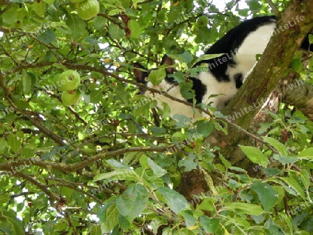 Katze im Apfel-Baum