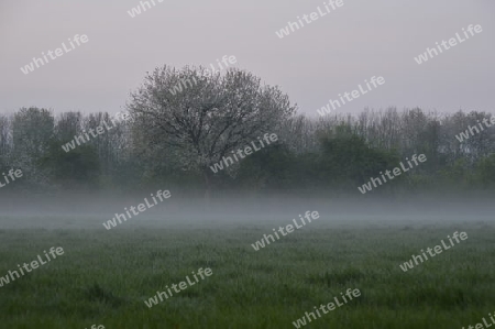 Fogy Nature