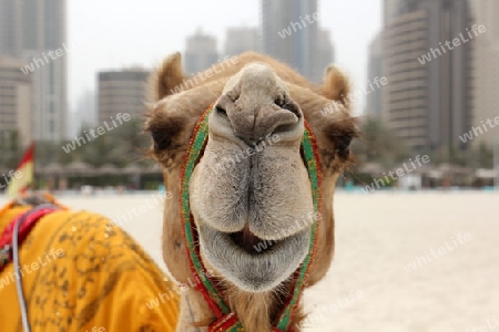 Kamel in Dubai Marina