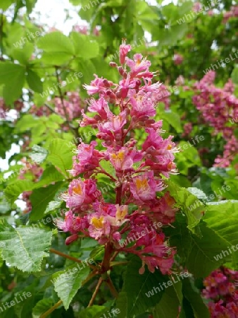 Rosa Kastanienblüten