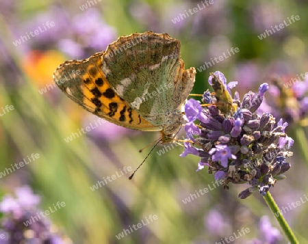 Weiblicher Kaisermantel auf einem Lavendel