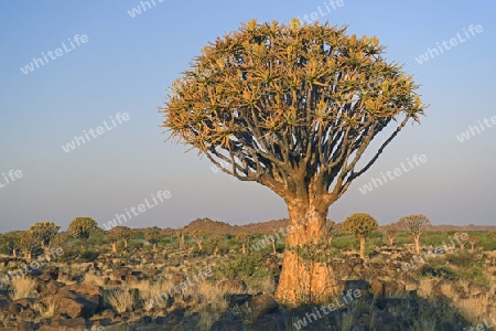 K?cherbaum oder Quivertree (Afrikaans: Kokerboom,  Aloe dichotoma) bei Sonnenuntergang , Keetmanshoop, Namibia, Afrika