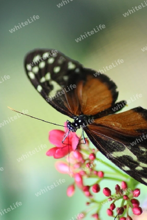 Passionsblumenfalter / Schmetterling