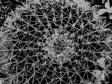 phaszinierende Struktur und Ordnung von Stacheln auf Kaktus