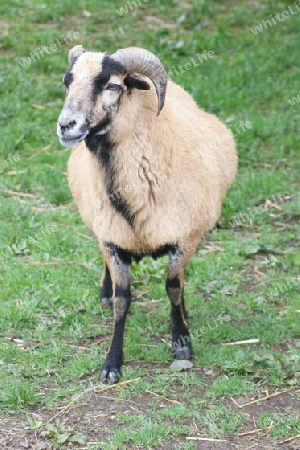 View of a female mouflon (wild sheep)  