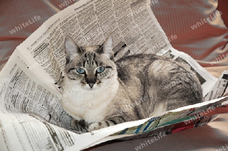 Katze auf Zeitung