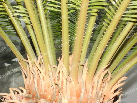 Cycas Palmfarn