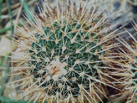 Kaktus voll bewehrtt mit kleinen Stacheln
