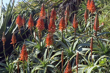 verschiedene Aloearten ( Aloe spec.) in Lamberts Bay,  West Kap, Western Cape, S?dafrika, Afrika