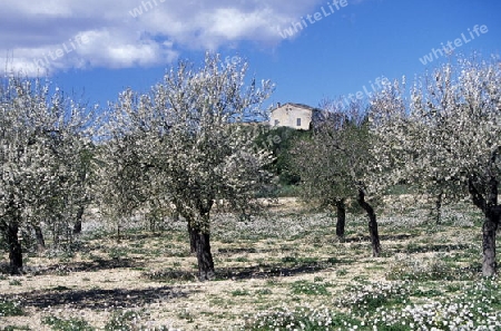 Die Mandelbaeume bluehen zur Zeit der Mandelblueten Saison im Februar im Zentrum der Insel Mallorca einer der Balearen Inseln im Mittelmeer.    