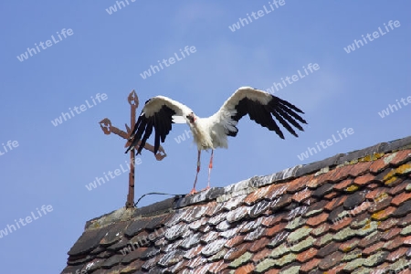 Storch auf Kirchendach