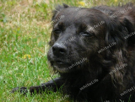 Ronny - Hund mit Hamsterbacken P1270240