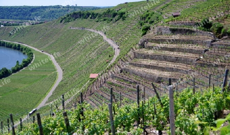 Weinanbau in Steillage 6