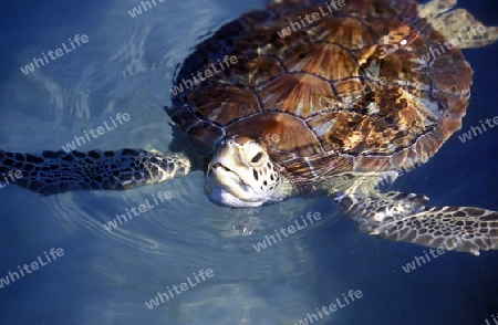 Eine Meeres Schildkroete im Turtle Park auf der Insel Mujeres vorauf der Halbinsel Yuctan im sueden von Mexiko in Mittelamerika. 