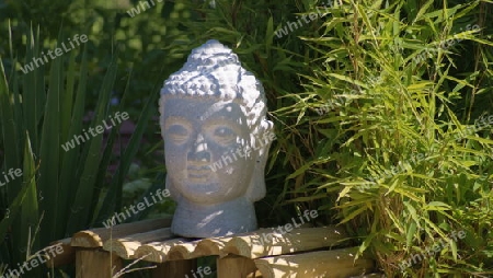 Ein wei?er Buddhakopf, neben einer Bambuspflanze.