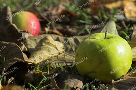 Apfel im Laub