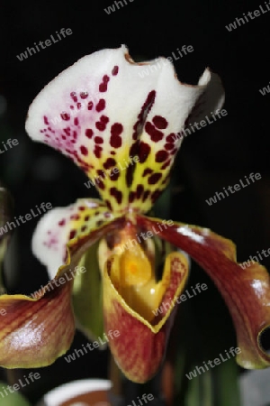 Orchidee  Frauenschuh
