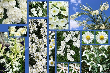 White flowers, collage