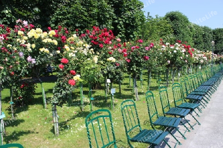 Leere Sitzreihe im Rosengarten