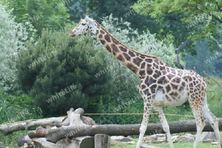 Giraffen im Zoo