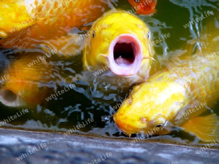 Feeding fishes