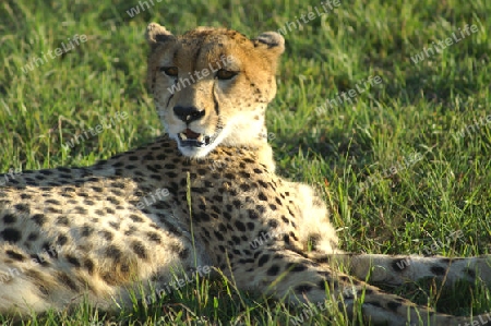 Gepard im Massai Mara, Kenia