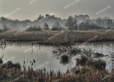 The Foggy Pond